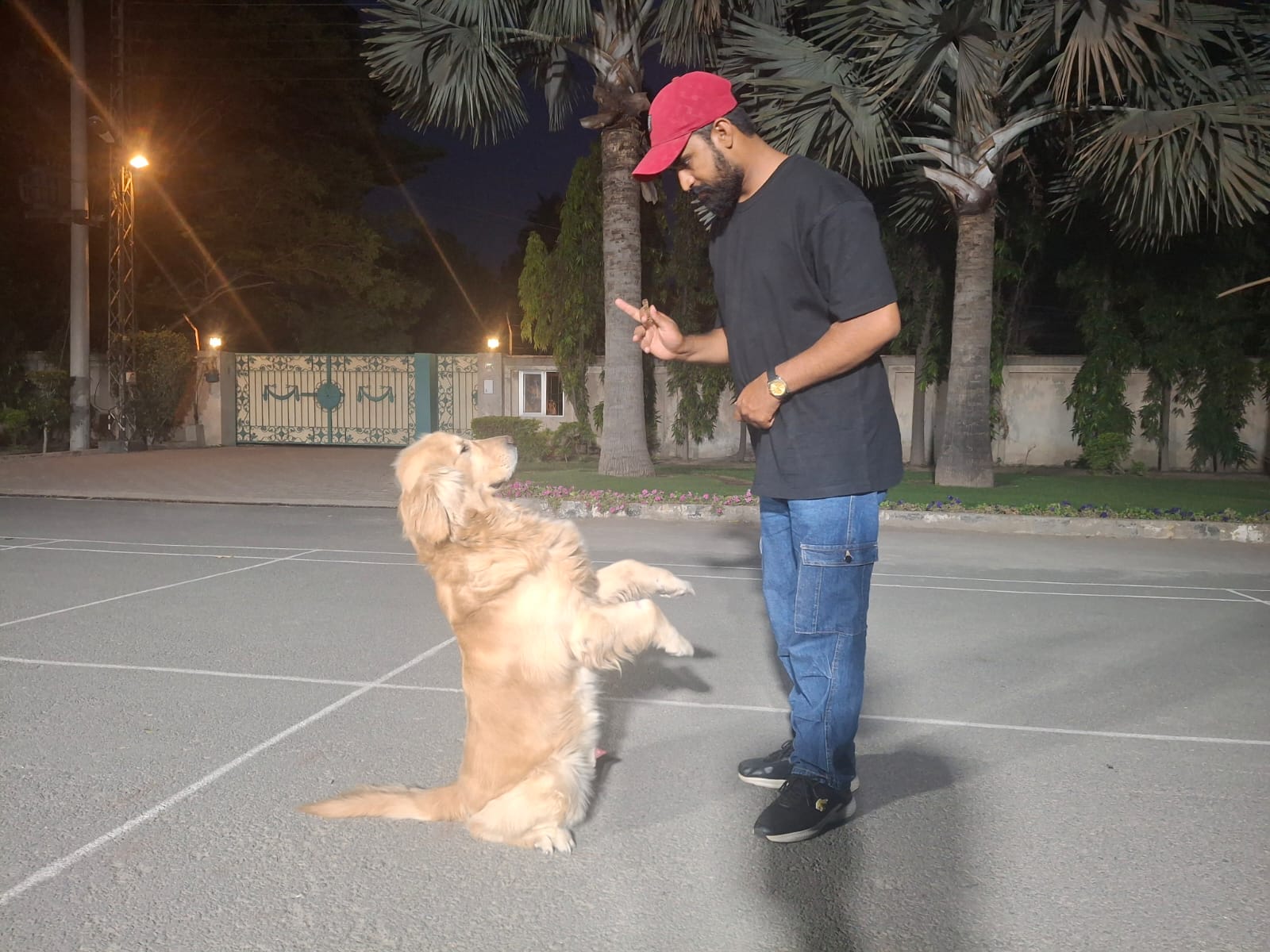 Jumping, Barking & Biting Control