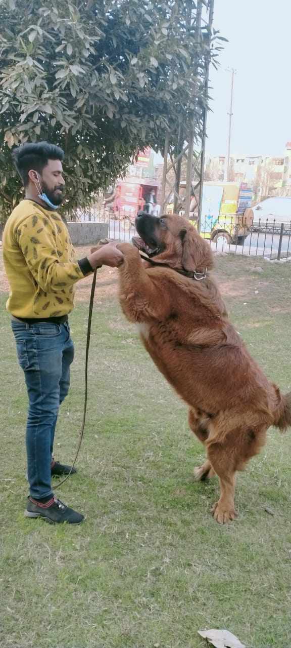 Aggression Management