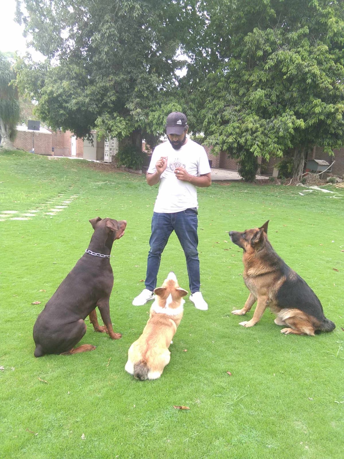 Advanced Obedience Training