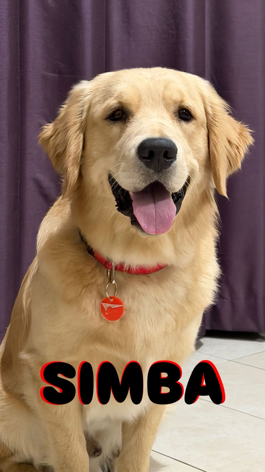Simba — Golden Retriever client portrait