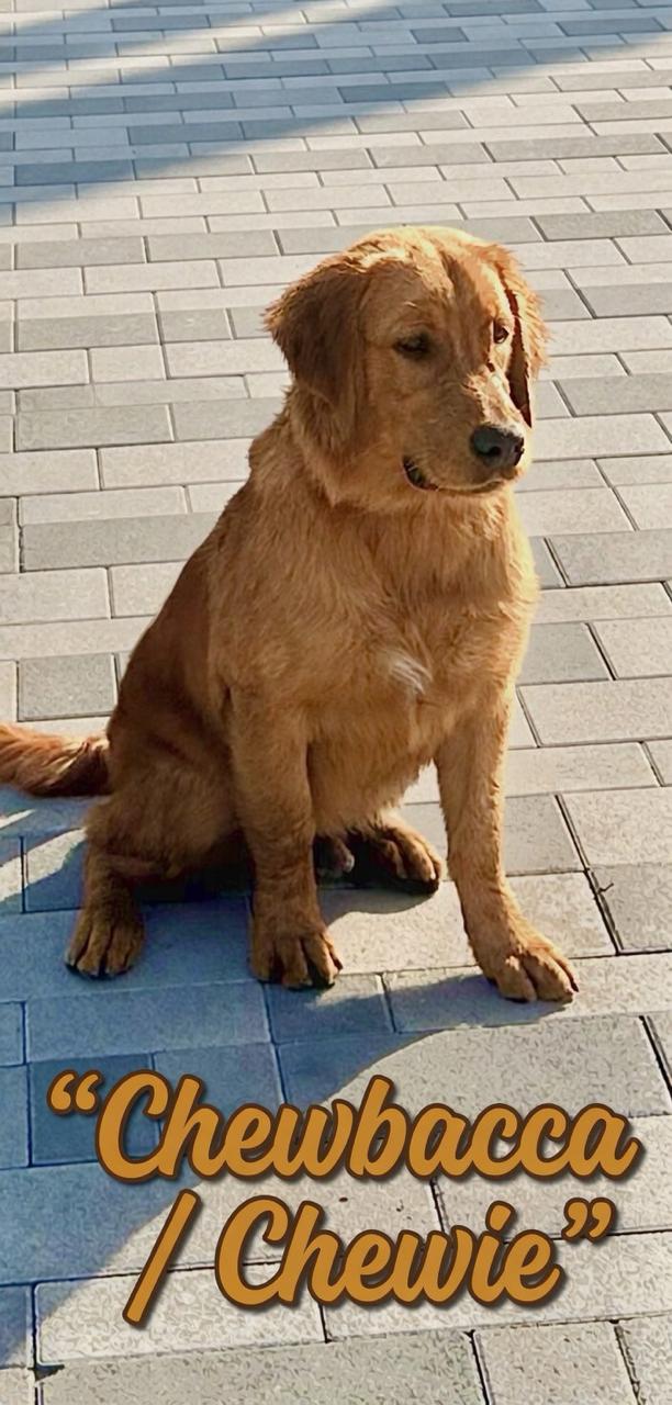 Chewbacca — Golden Retriever sitting on UAE pavement