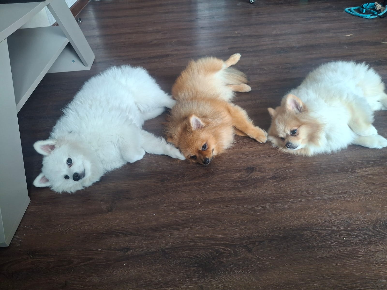 Three Pomeranian puppies relaxing