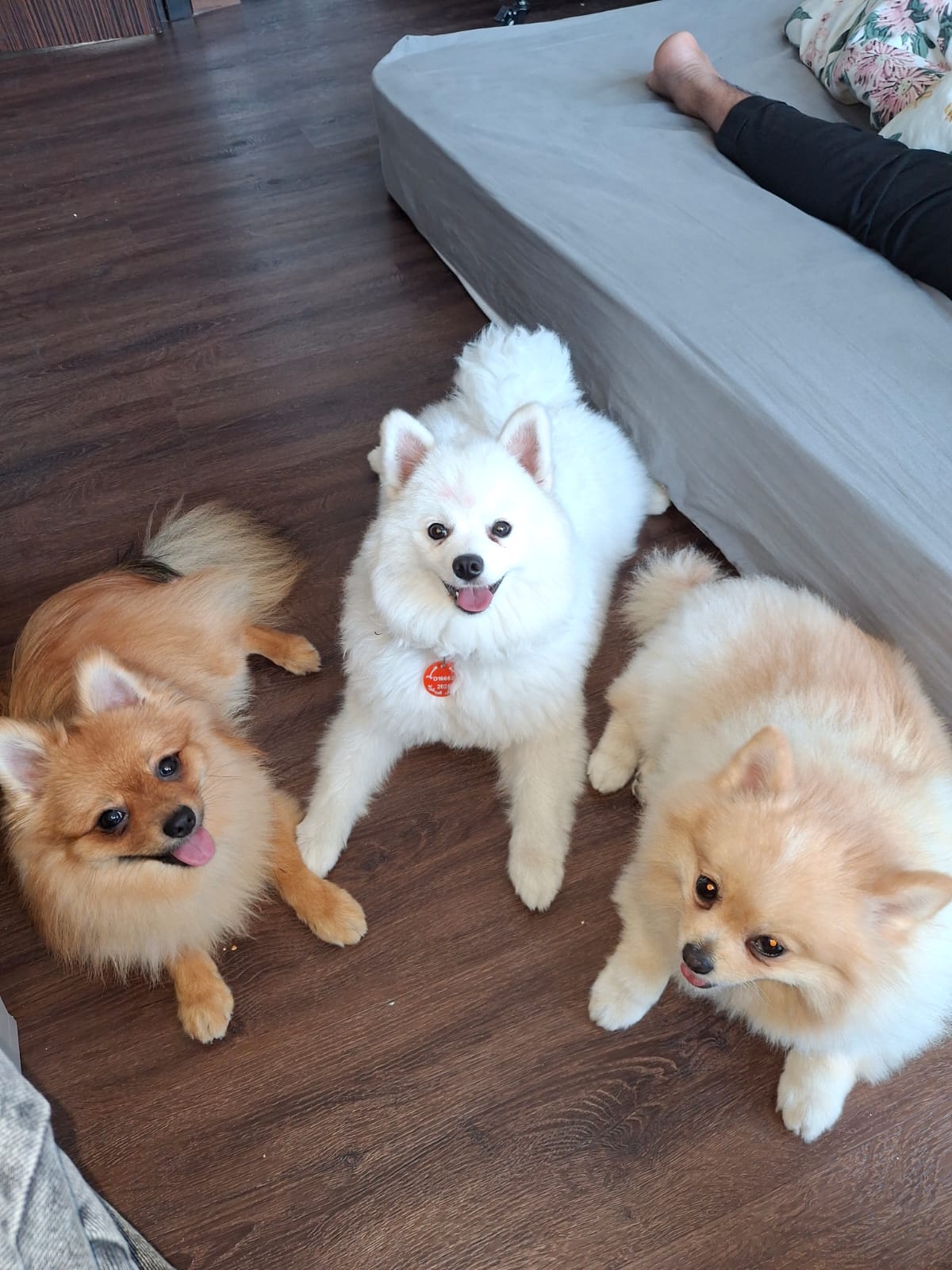 Socialisation Training