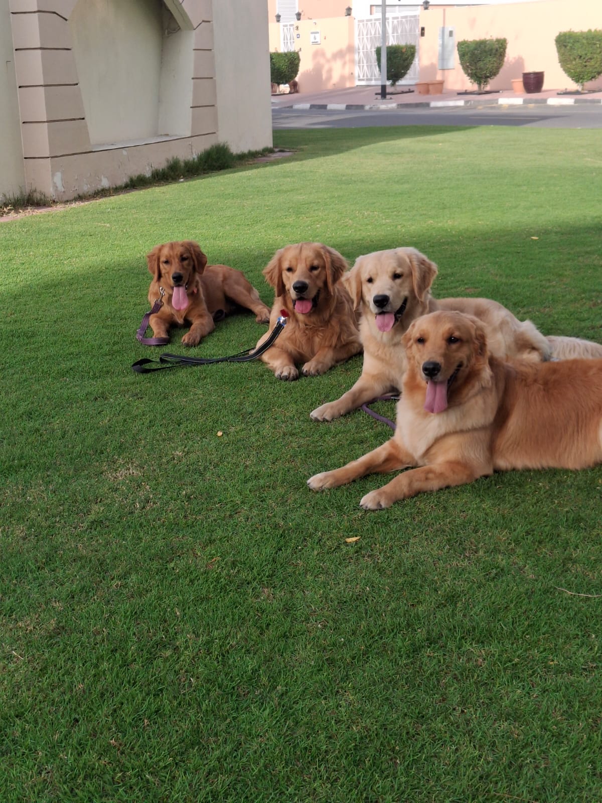 Four Golden Retrievers trained in UAE