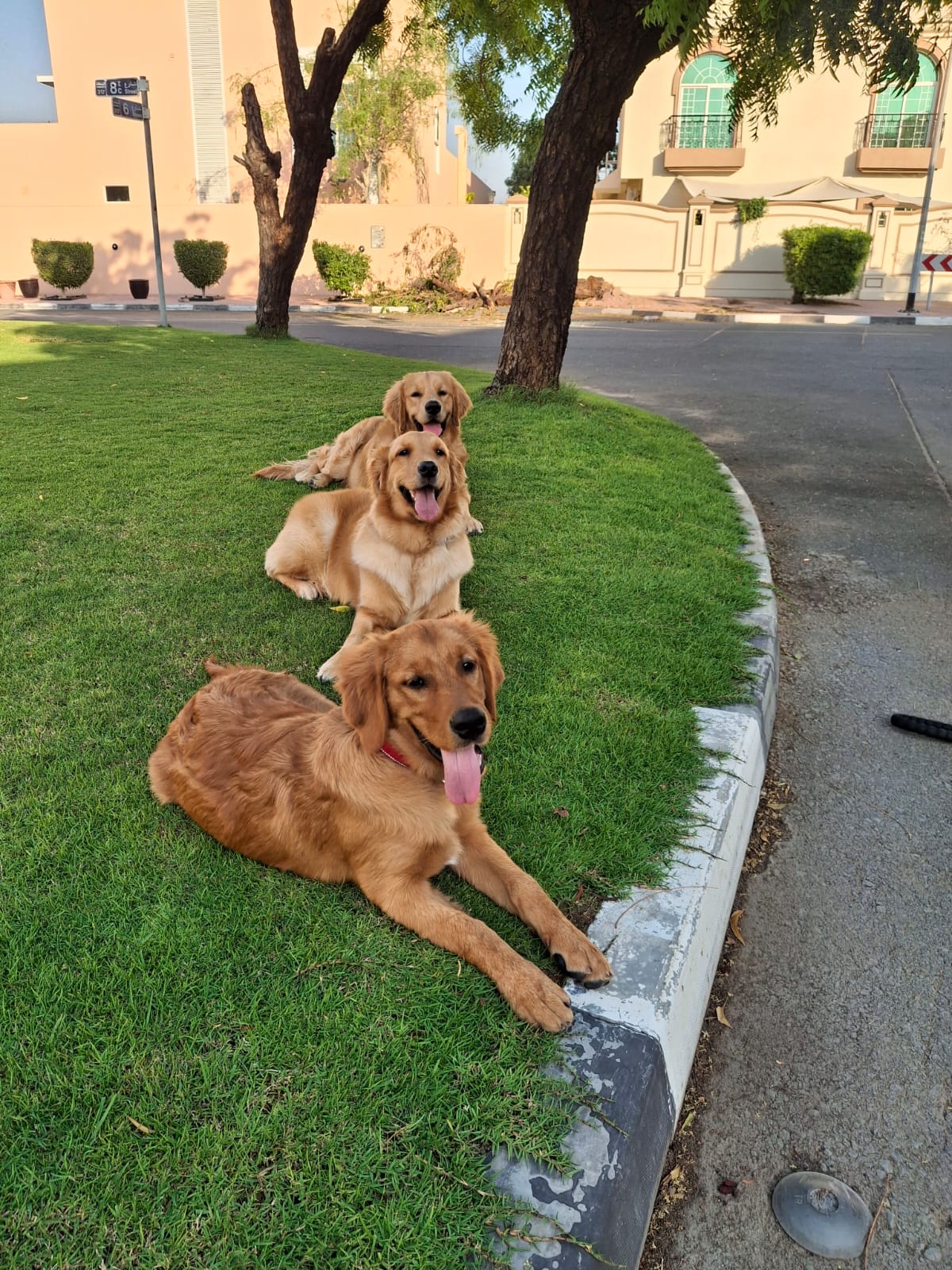 Three Golden Retrievers on UAE lawn under tree