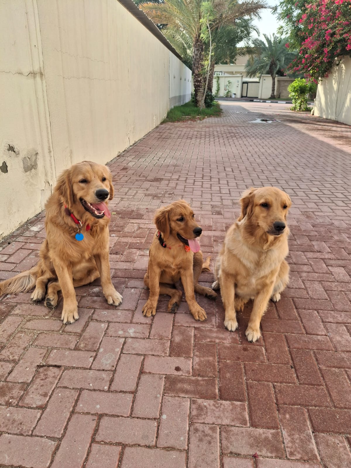 Leash Walking Training